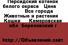 Персидский котенок белого окраса › Цена ­ 35 000 - Все города Животные и растения » Кошки   . Кемеровская обл.,Березовский г.